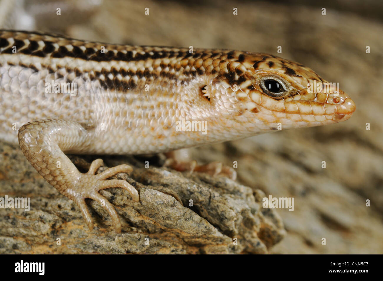 Socotra Skink (Trachylepis socotrana) adult, close-up of head and front legs, Socotra, Yemen, march Stock Photo
