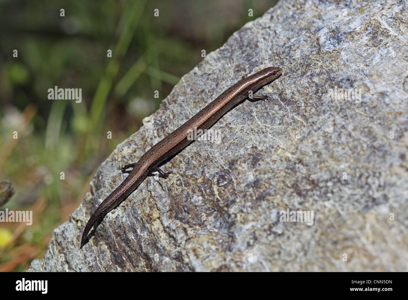 European Snake-eyed Skink (Ablepharus kitaibelii) adult, resting on rock, Lesvos, Greece, april Stock Photo