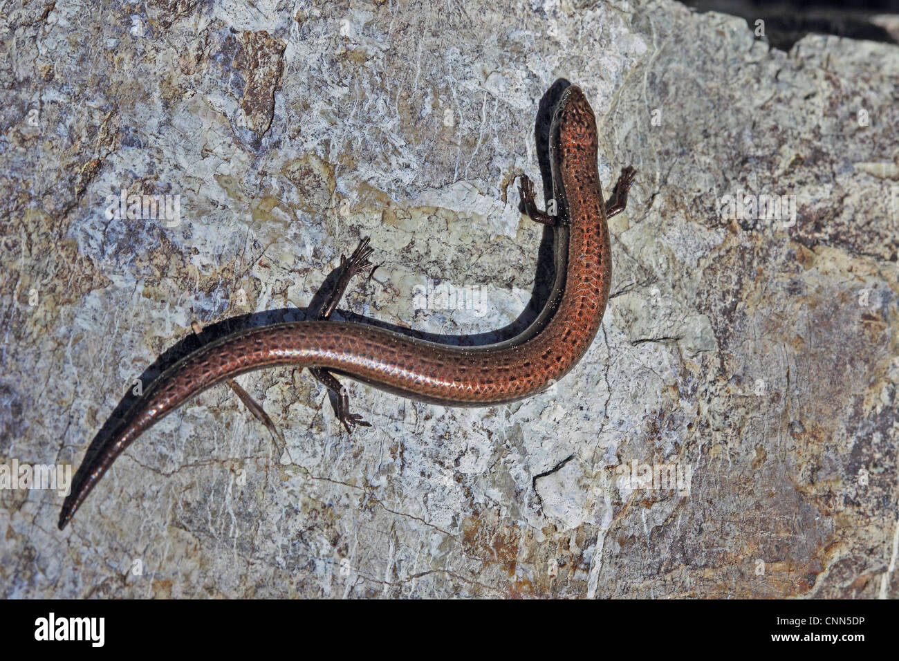 European Snake-eyed Skink (Ablepharus kitaibelii) adult, resting on rock, Lesvos, Greece, april Stock Photo