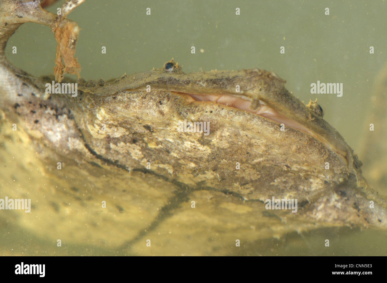 Surinam Toad (Pipa pipa) adult, close-up of head, underwater, Madre de Dios, Amazonia, Peru Stock Photo