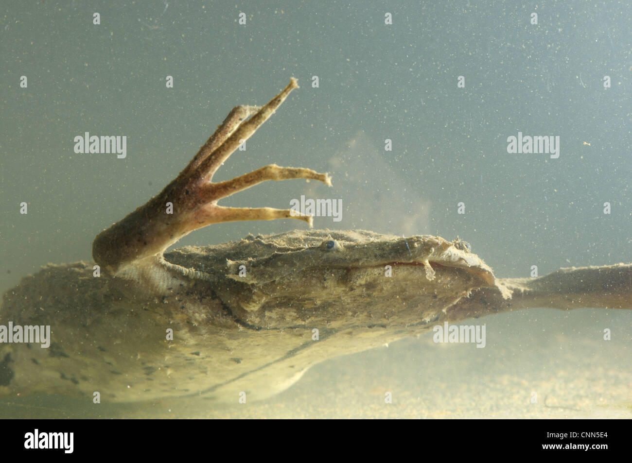 Surinam Toad (Pipa pipa) adult, underwater, Madre de Dios, Amazonia, Peru Stock Photo