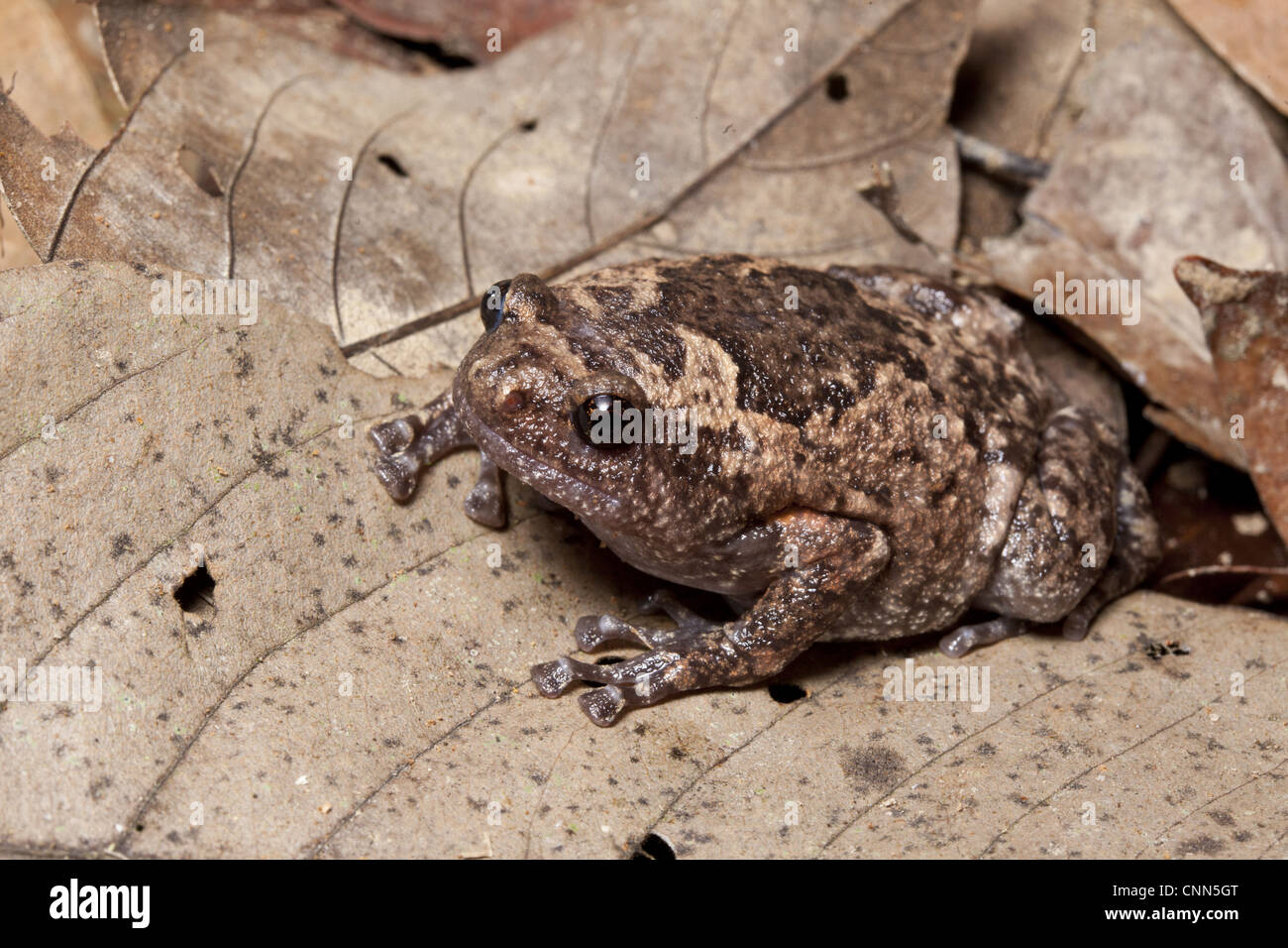 Smooth-fingered Narrow-mouthed Frog (Kaloula baleata) adult, sitting on leaf litter, Sukau, Sabah, Borneo, Malaysia Stock Photo