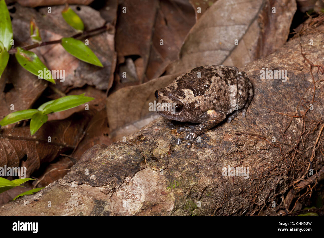 Smooth-fingered Narrow-mouthed Frog (Kaloula baleata) adult, sitting on log, Sukau, Sabah, Borneo, Malaysia Stock Photo