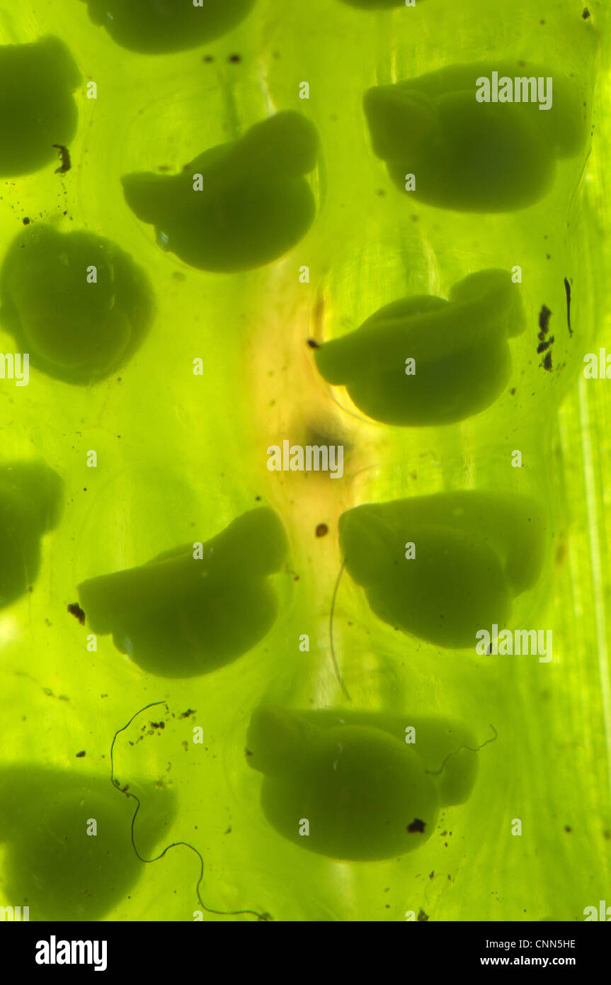 Berger's Glass Frog Hyalinobatrachium bergeri developed eggs deposited underside leaf overhanging mountain stream Departemento Stock Photo