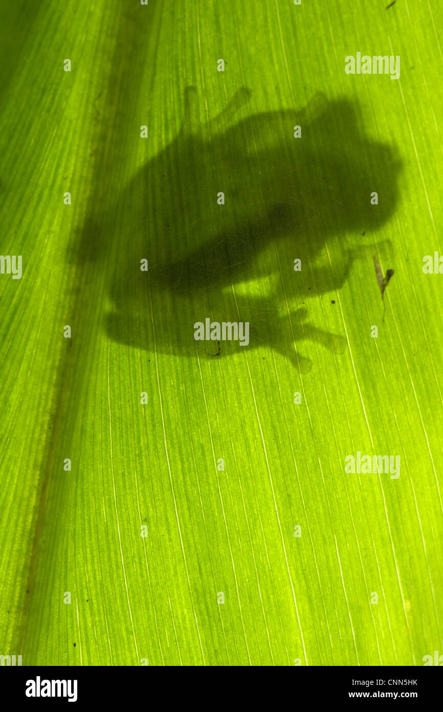 Berger's Glass Frog Hyalinobatrachium bergeri adult male clinging underside leaf overhanging mountain stream Departemento Cuzco Stock Photo