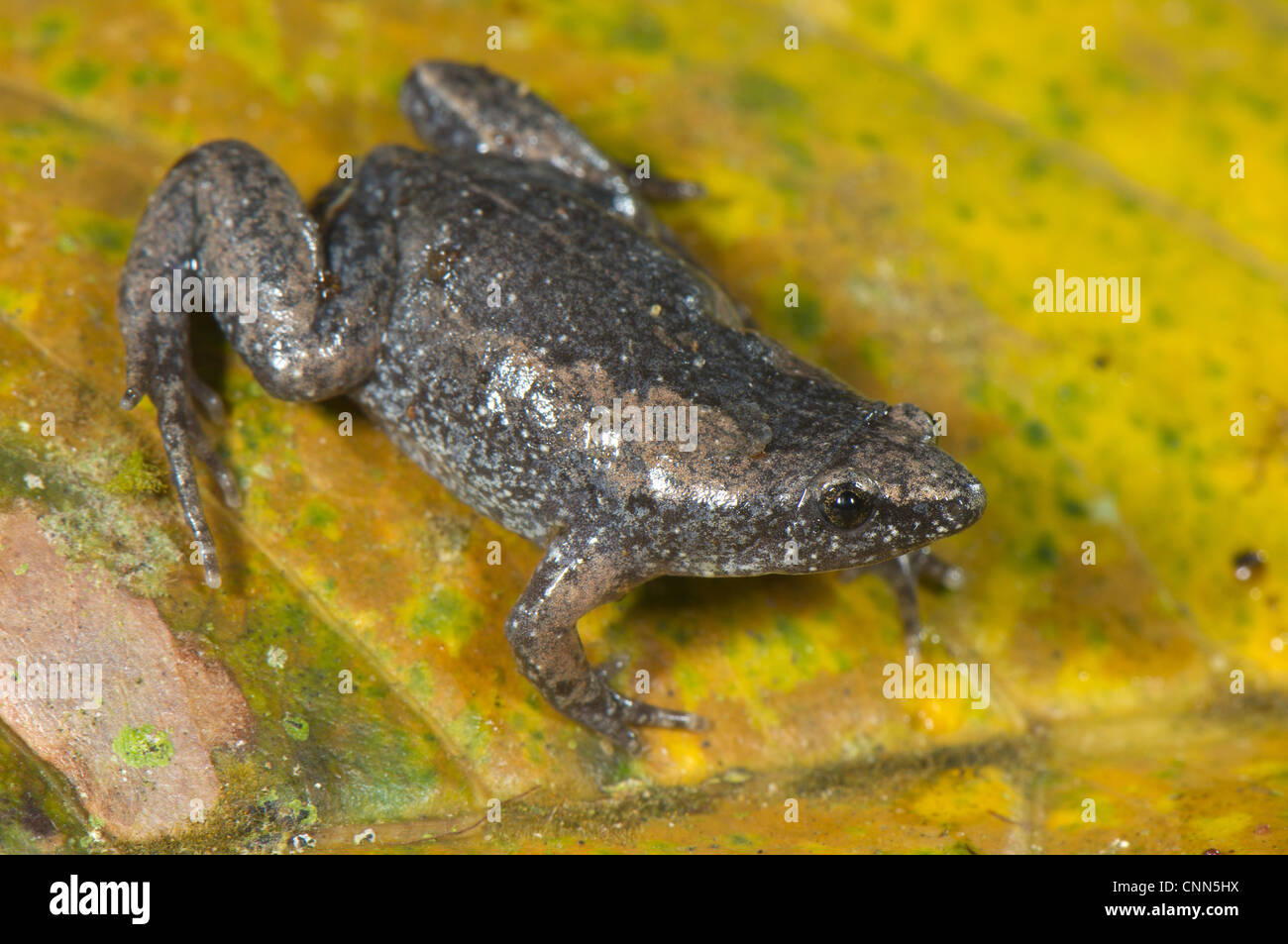 Dotted Humming Frog Chiasmocleis ventrimaculata adult female sitting leaf Los Amigos Biological Station Madre de Dios Amazonia Stock Photo