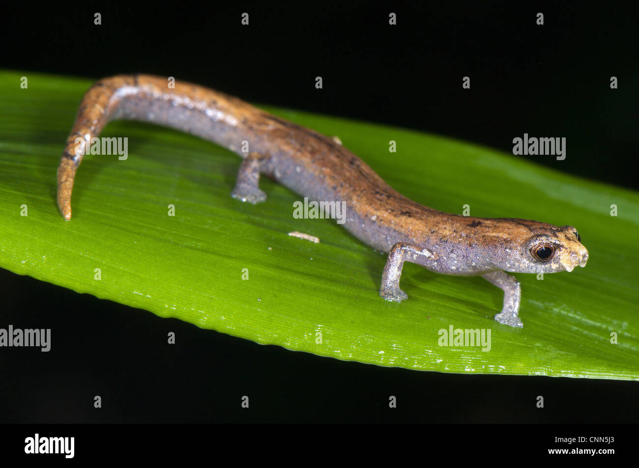 Nauta Mushroomtongue Salamander Bolitoglossa altamazonica adult walking leaf help suction cup-like toes Los Amigos Biological Stock Photo