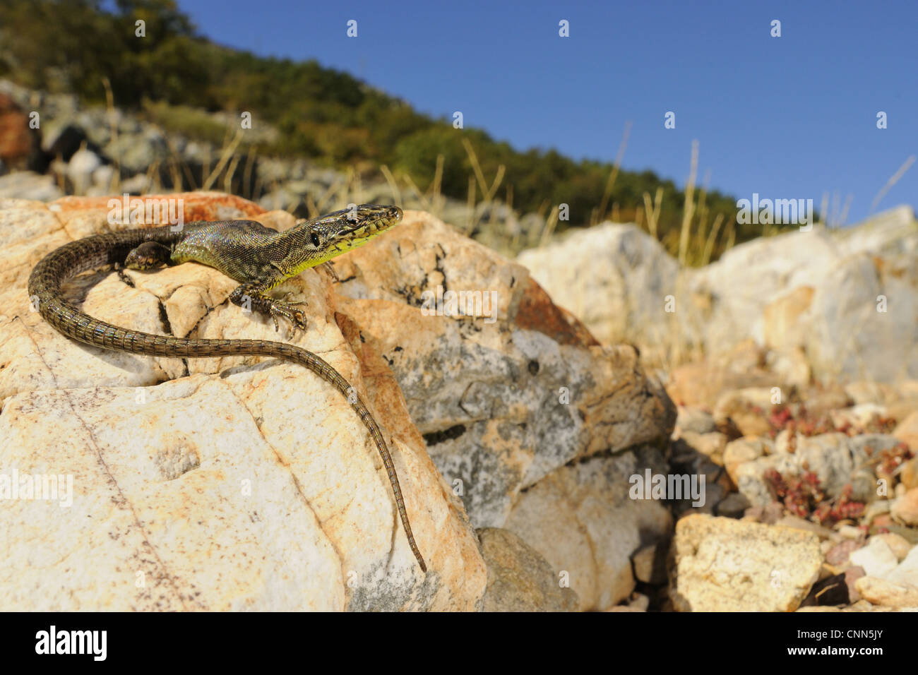 Pena de Francia Rock Lizard (Iberolacerta martinezricai) adult, basking on rock in habitat, Spain, october Stock Photo