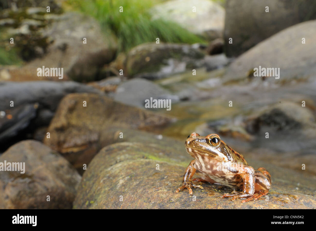 Iberian Frog (Rana iberica) juvenile, sitting on rock in habitat, Spain, september Stock Photo