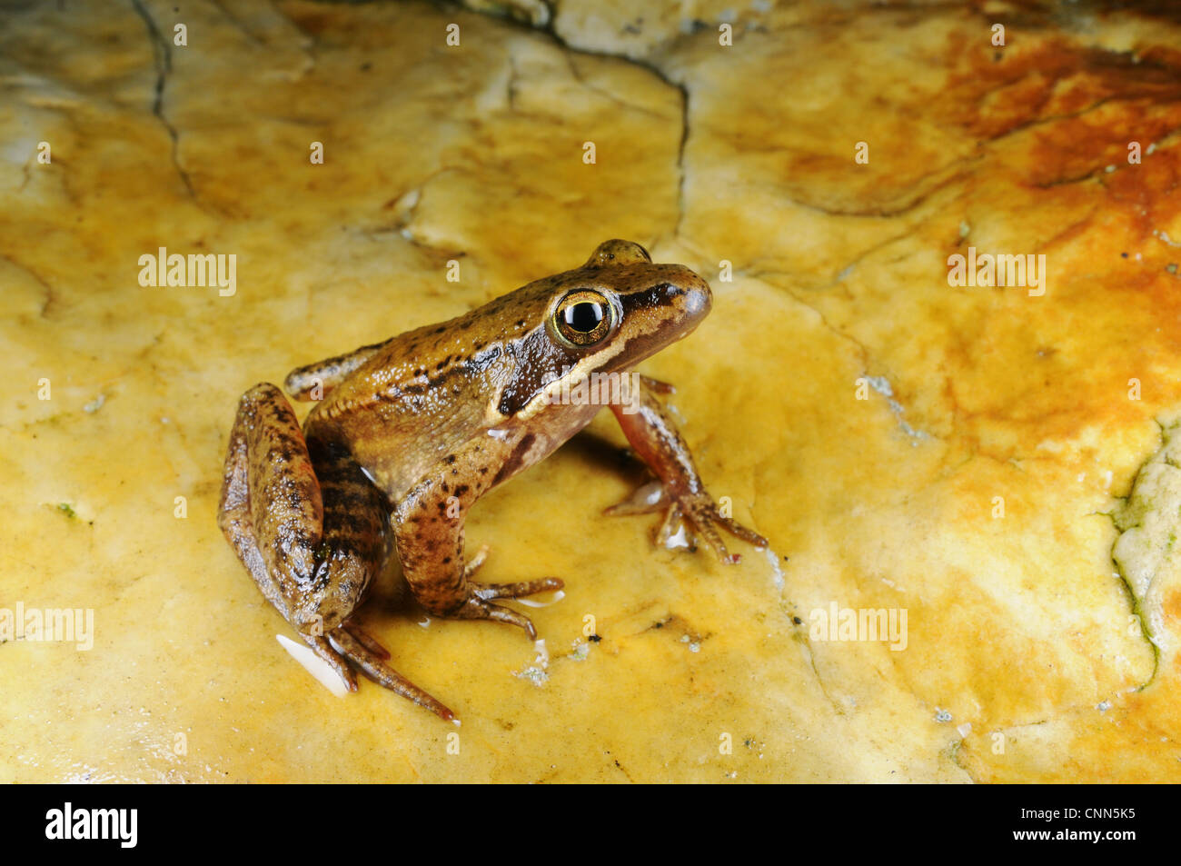 Iberian Frog (Rana iberica) adult, sitting on rock, Spain, september Stock Photo