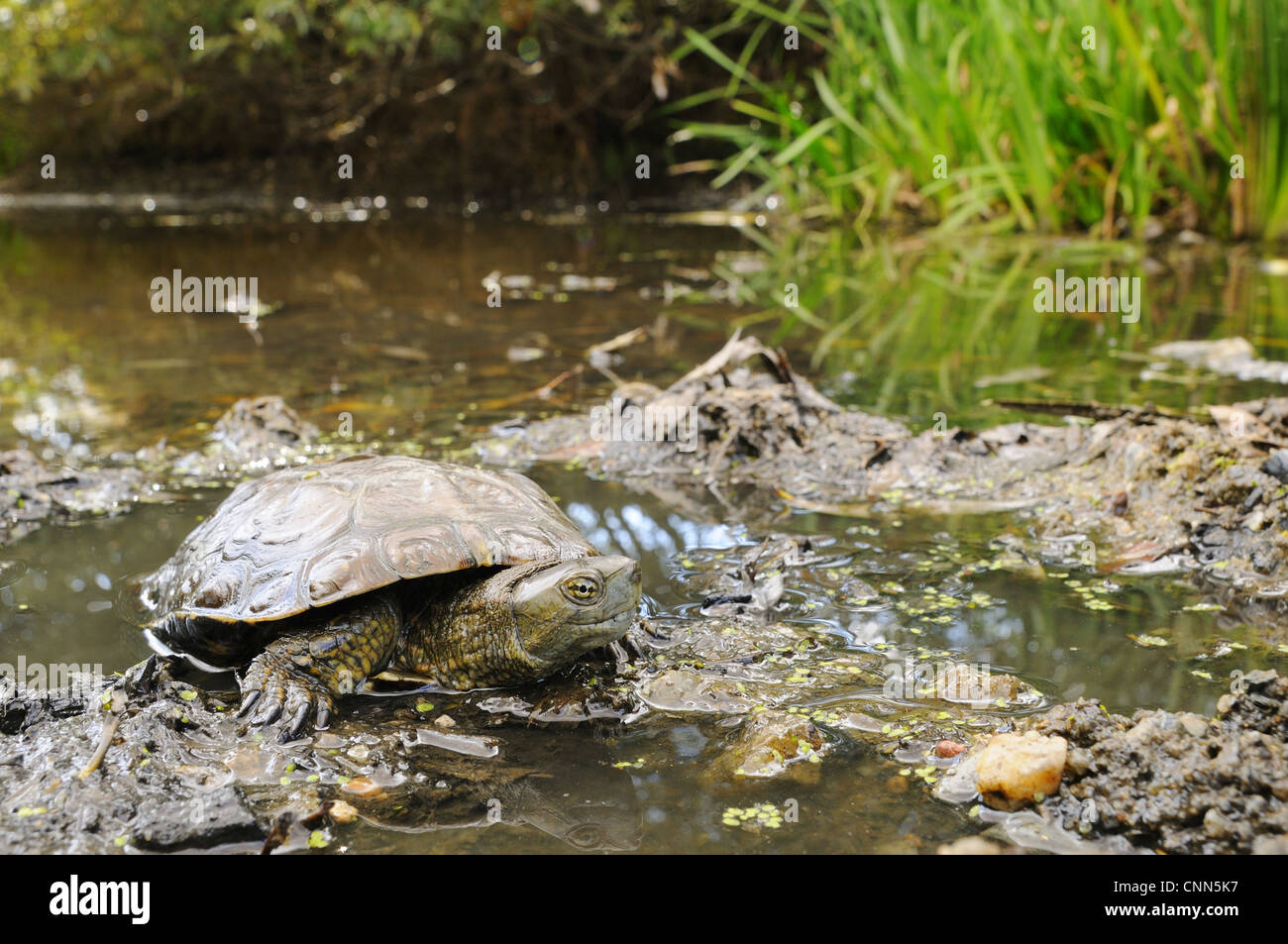 Spanish Pond Turtle (Mauremys leprosa) adult, resting at edge of water in pond habitat, Spain, september Stock Photo
