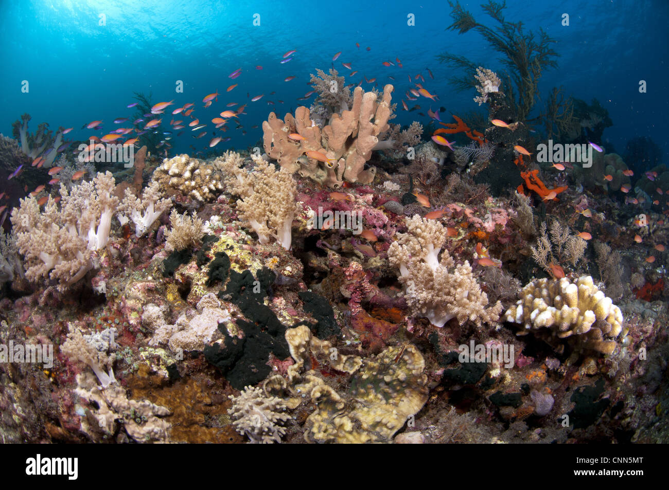 Coral reef habitat with various species of fish, Caldera, Komba Island, Lesser Sunda Islands, Indonesia Stock Photo