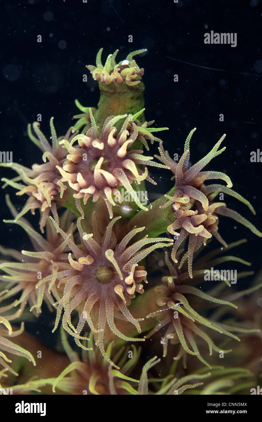 Coral Tubastraea micrantha closeup polyps extended at night Lembata