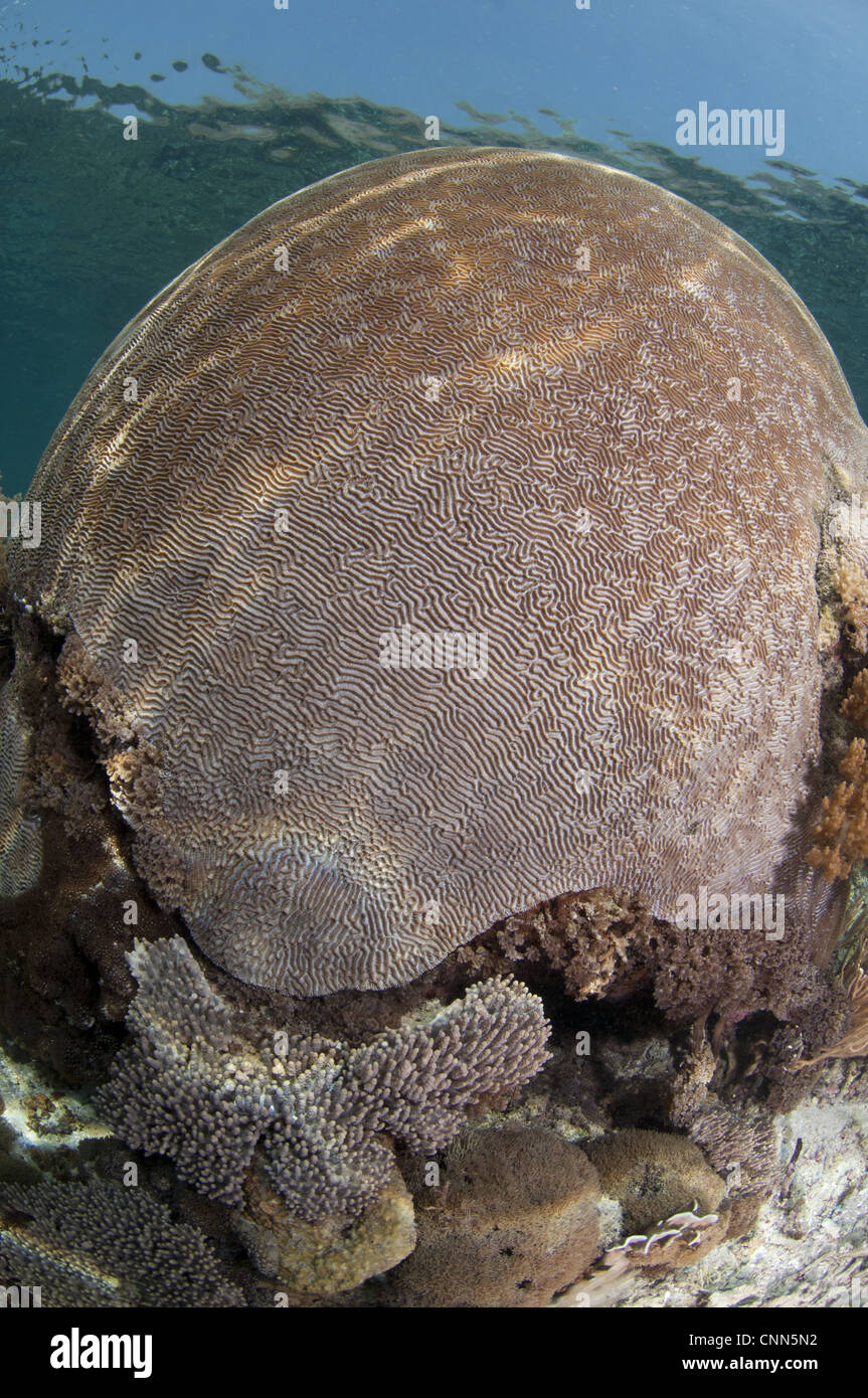 Brain Coral (Platygyra lamellina) on reef, Pantar Island, Alor Archipelago, Lesser Sunda Islands, Indonesia Stock Photo