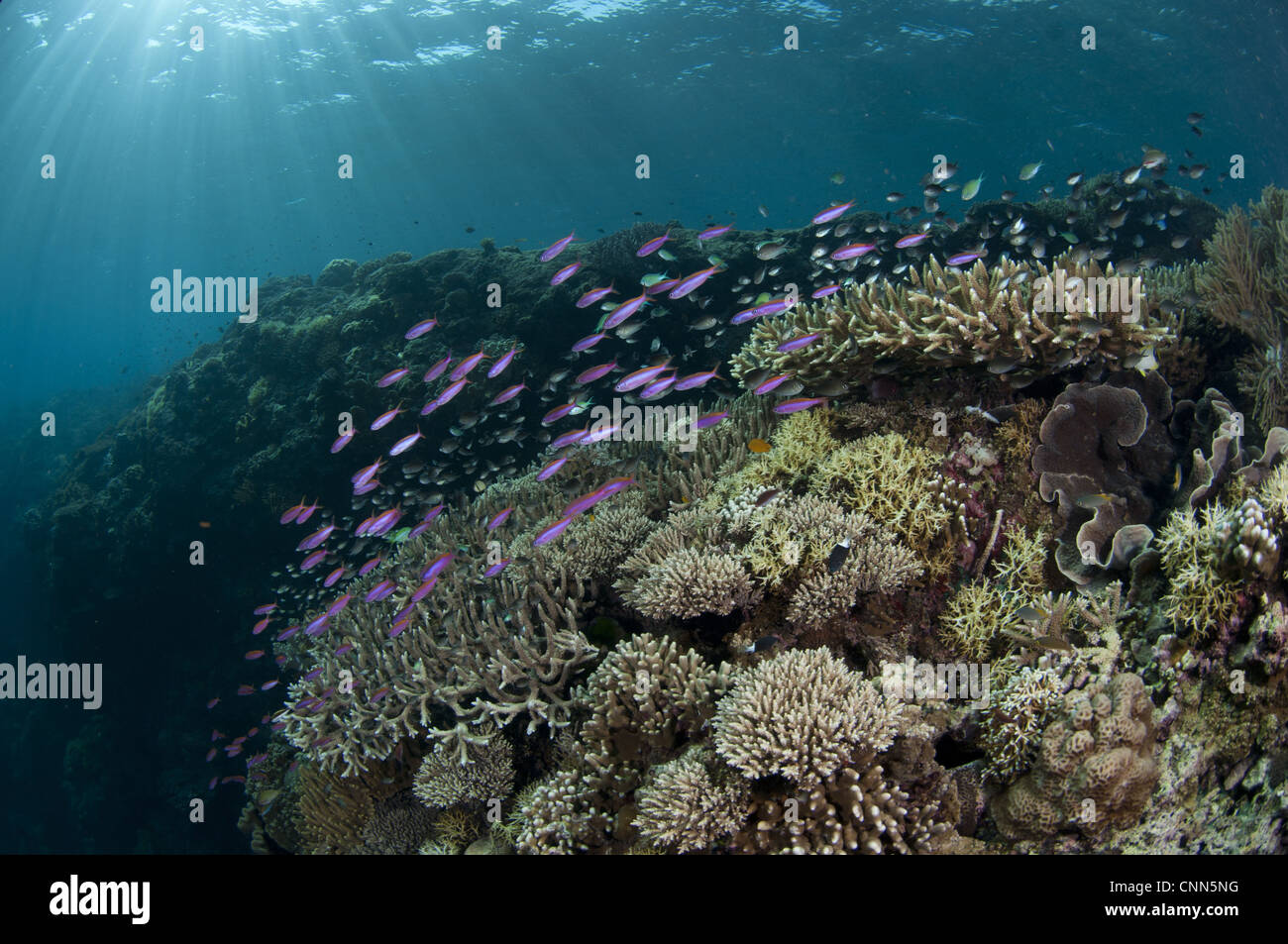 Coral reef habitat various species fish Tutuntute Wetar Island Barat