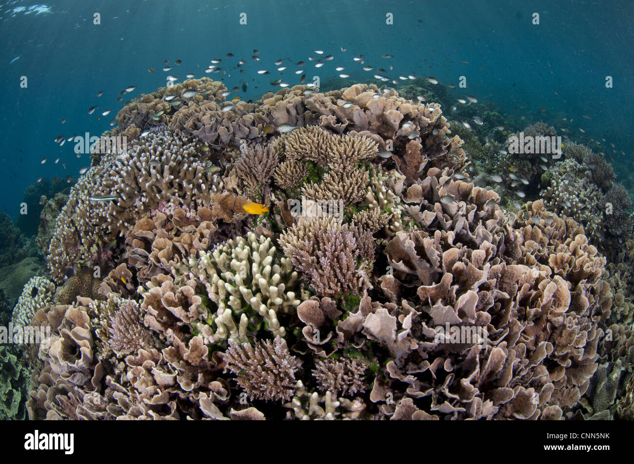 Coral reef habitat various species fish Tutuntute Wetar Island Barat