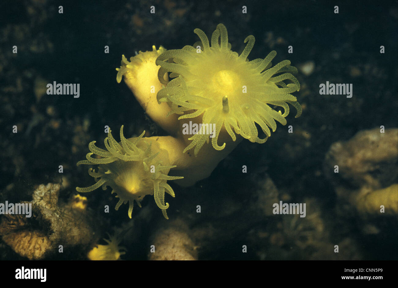 Dendrophyllia cornigera hires stock photography and images Alamy