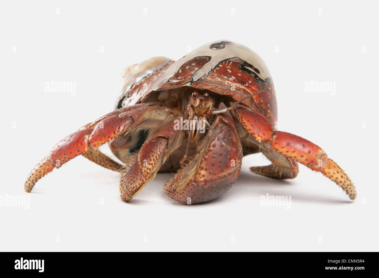 Caribbean Hermit Crab (Coenobita clypeatus) adult Stock Photo