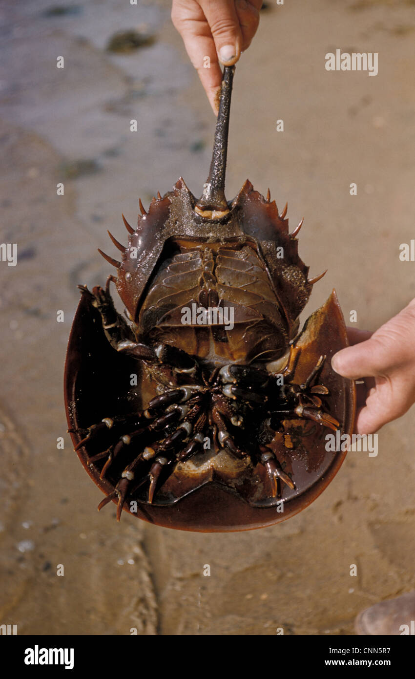 Horseshoe Crab (Limulus polyphemus) Underside of female/Woods Hole
