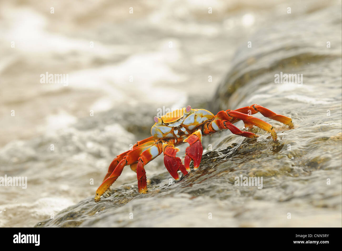 Sally Lightfoot Crab (Grapsus grapsus) adult, standing on rock with wave flowing over, Galapagos Islands Stock Photo