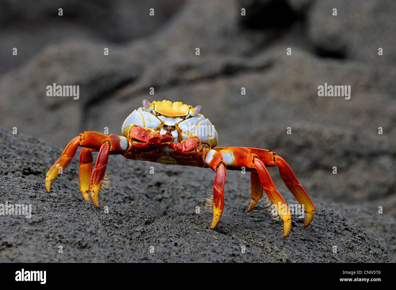 Sally Lightfoot Crab (Grapsus grapsus) adult, standing on black lava rock, Galapagos Islands Stock Photo