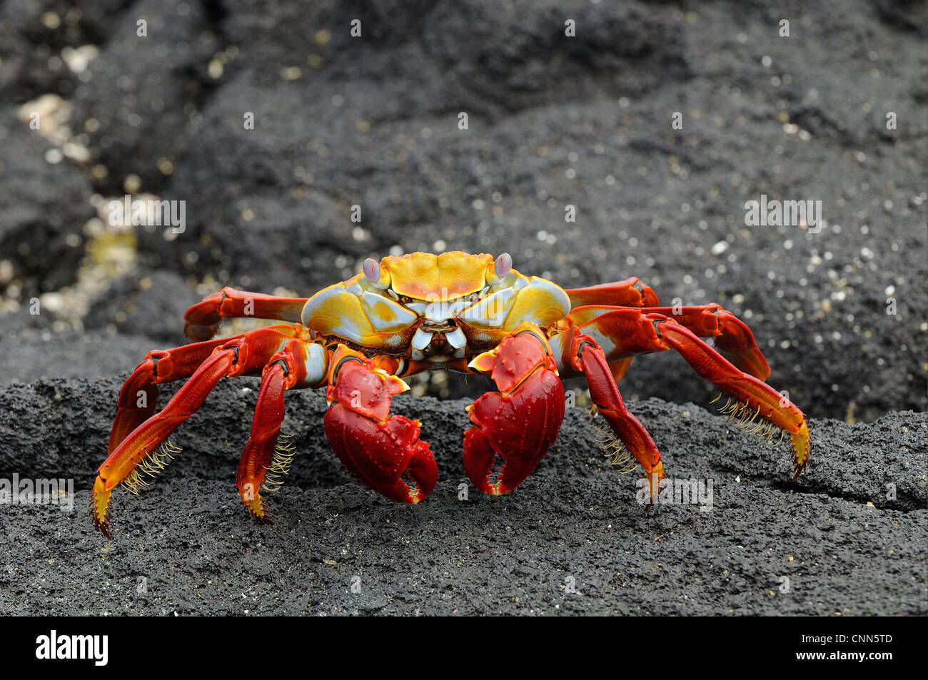 Sally Lightfoot Crab (Grapsus grapsus) adult, standing on black lava rock, Galapagos Islands Stock Photo