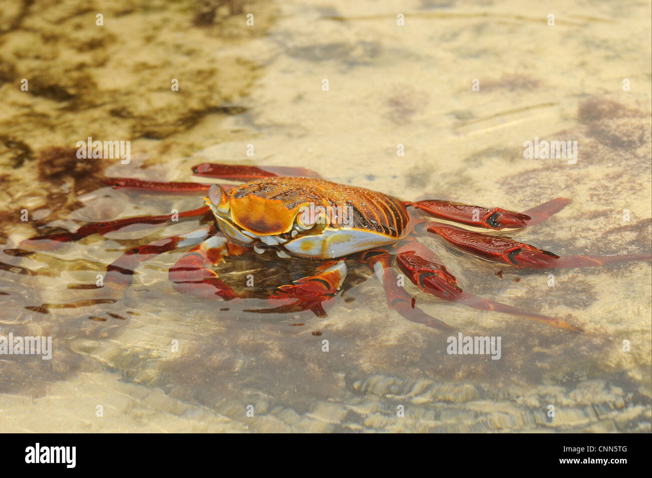 Sally Lightfoot Crab (Grapsus grapsus) adult, resting in shallow water, Galapagos Islands Stock Photo