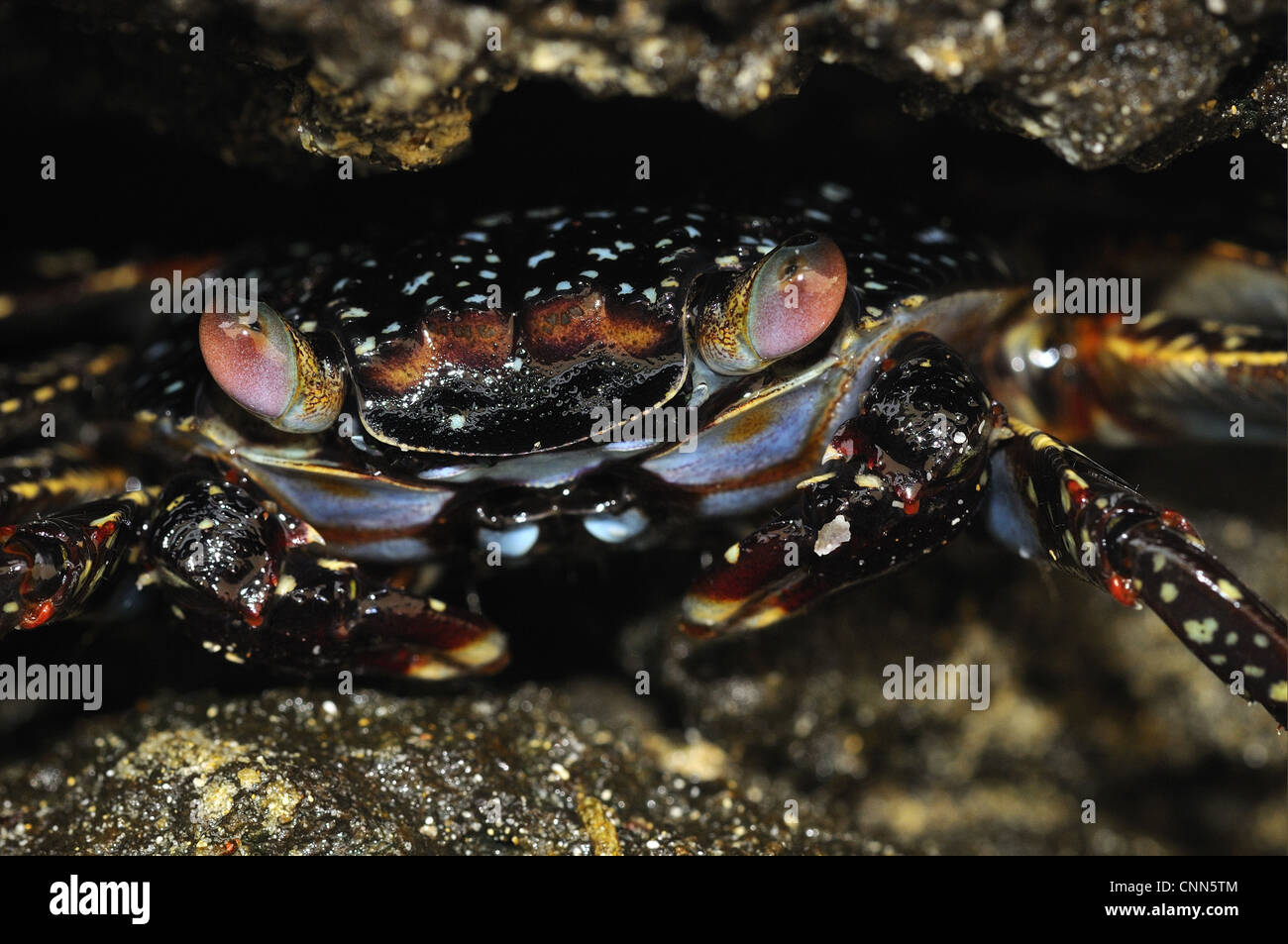 Sally Lightfoot Crab (Grapsus grapsus) juvenile, hiding in rock crevice, Galapagos Islands Stock Photo