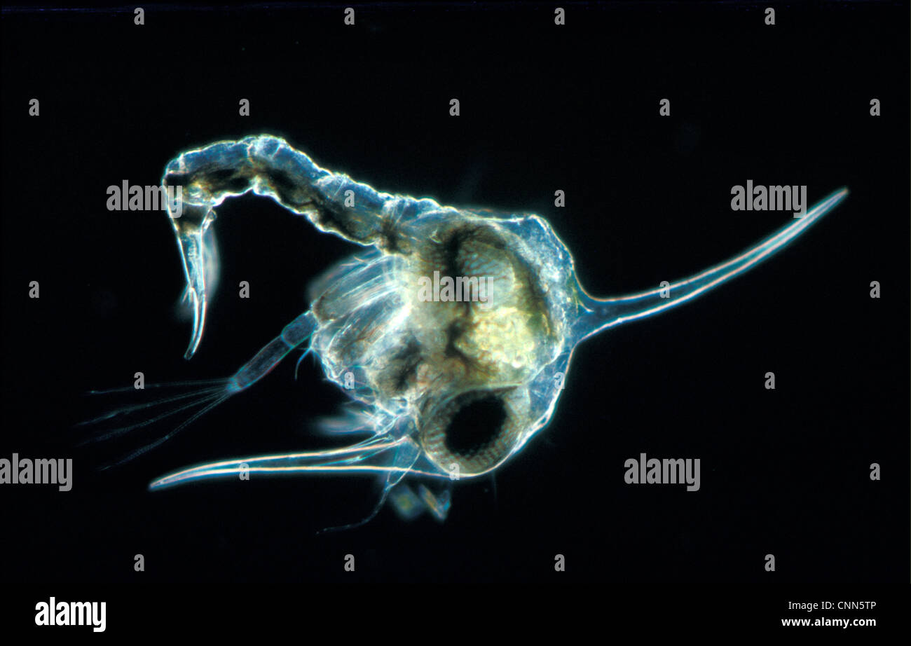 Crab Shore (Carcinus maenas) 1st Zoea larva lateral / X 20 Stock