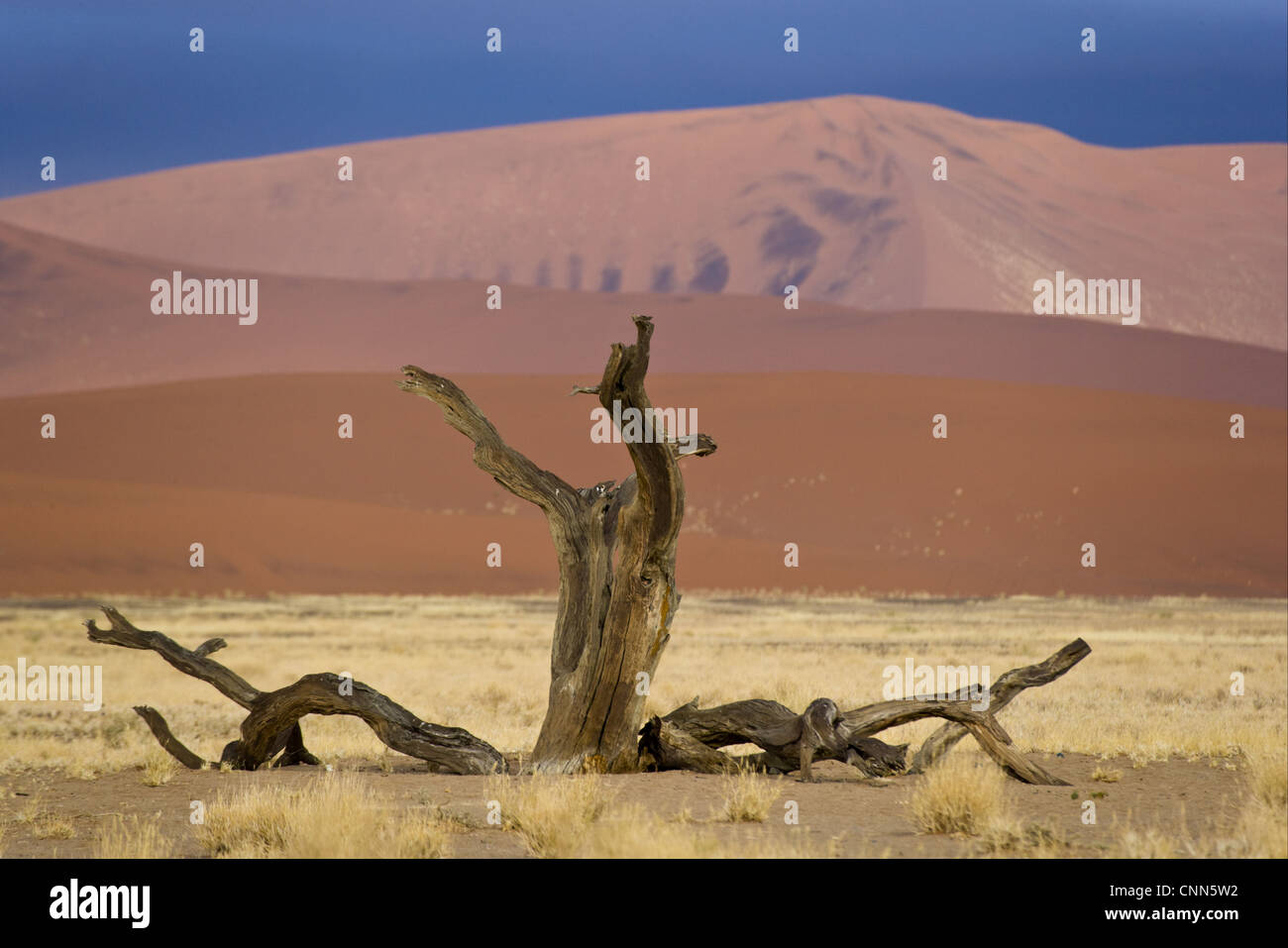Dead tree and desert sand dunes at dawn, Sossusvlei, Namib-Naukluft N.P., Namib Desert, Namibia Stock Photo