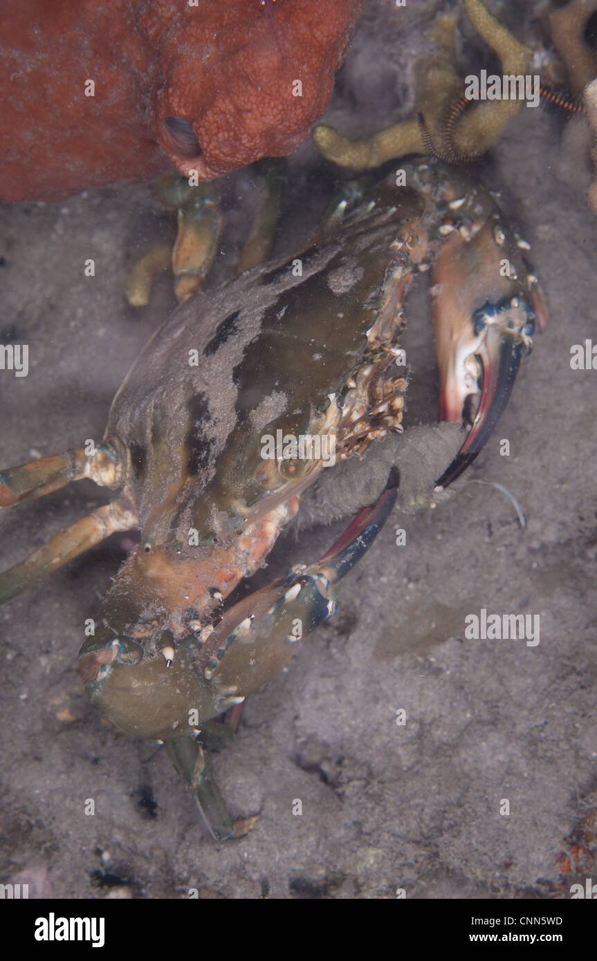 Saw-edged Spooner Crab Etisus utilis adult feeding Light-sensitive Sea Cucumber Holothuria impatiens night Lembata Island Solor Stock Photo