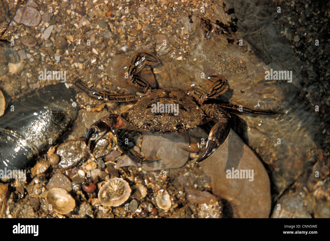 Crab - Velvet (Portunus puber) close-up / on damp stones / Wembury Church Reef Stock Photo