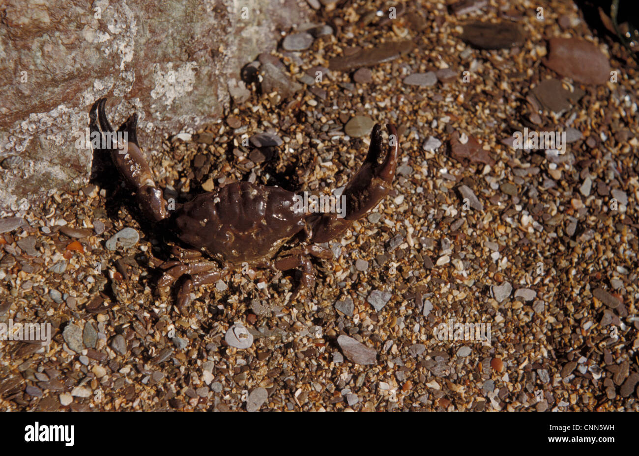 Crab - Xantho incisus In degensive attitude on seashore / Wembury, South Devon Stock Photo