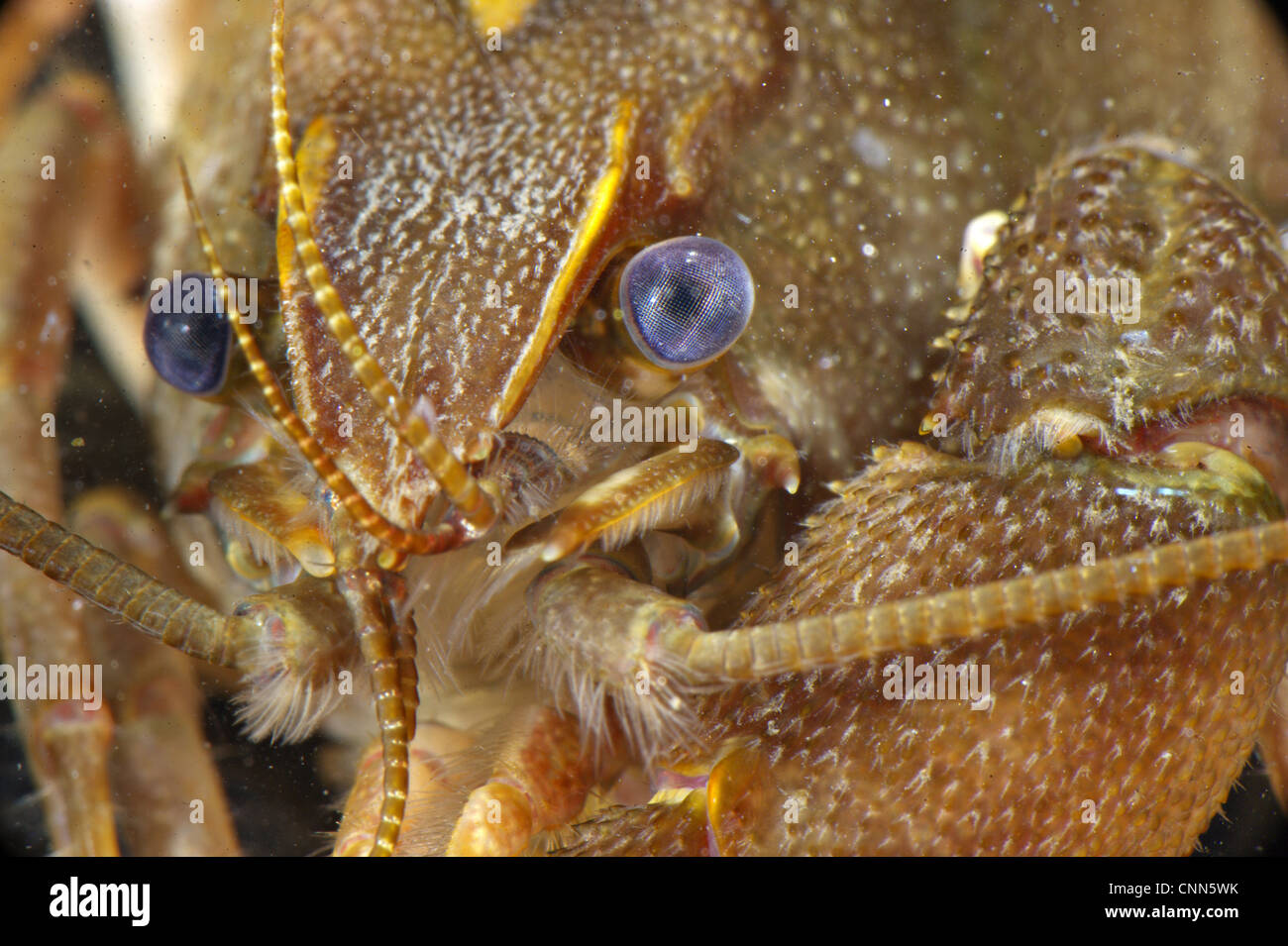 Atlantic Stream Crayfish (Austropotamobius pallipes) adult, close-up of head, underwater, Italy Stock Photo