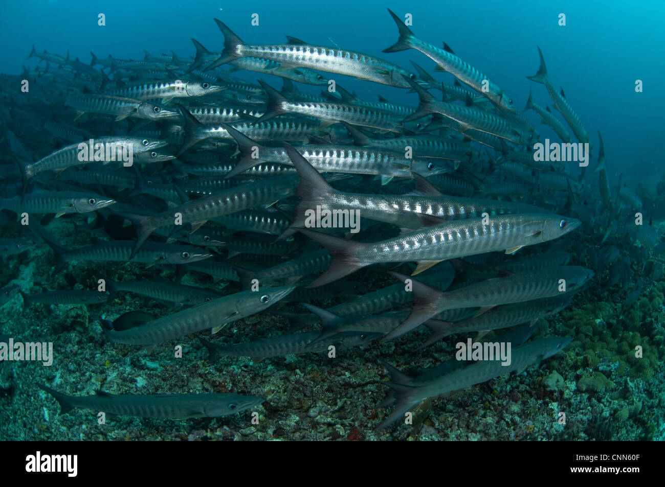 Blackfin Barracuda (Sphyraena qenie) shoal, Barracuda Point, Sipadan Island, Sabah, Borneo, Malaysia Stock Photo