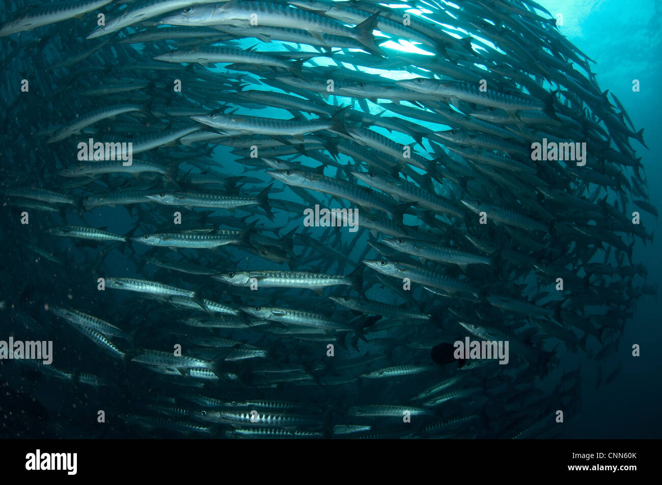 Blackfin Barracuda (Sphyraena qenie) shoal, Barracuda Point, Sipadan Island, Sabah, Borneo, Malaysia Stock Photo