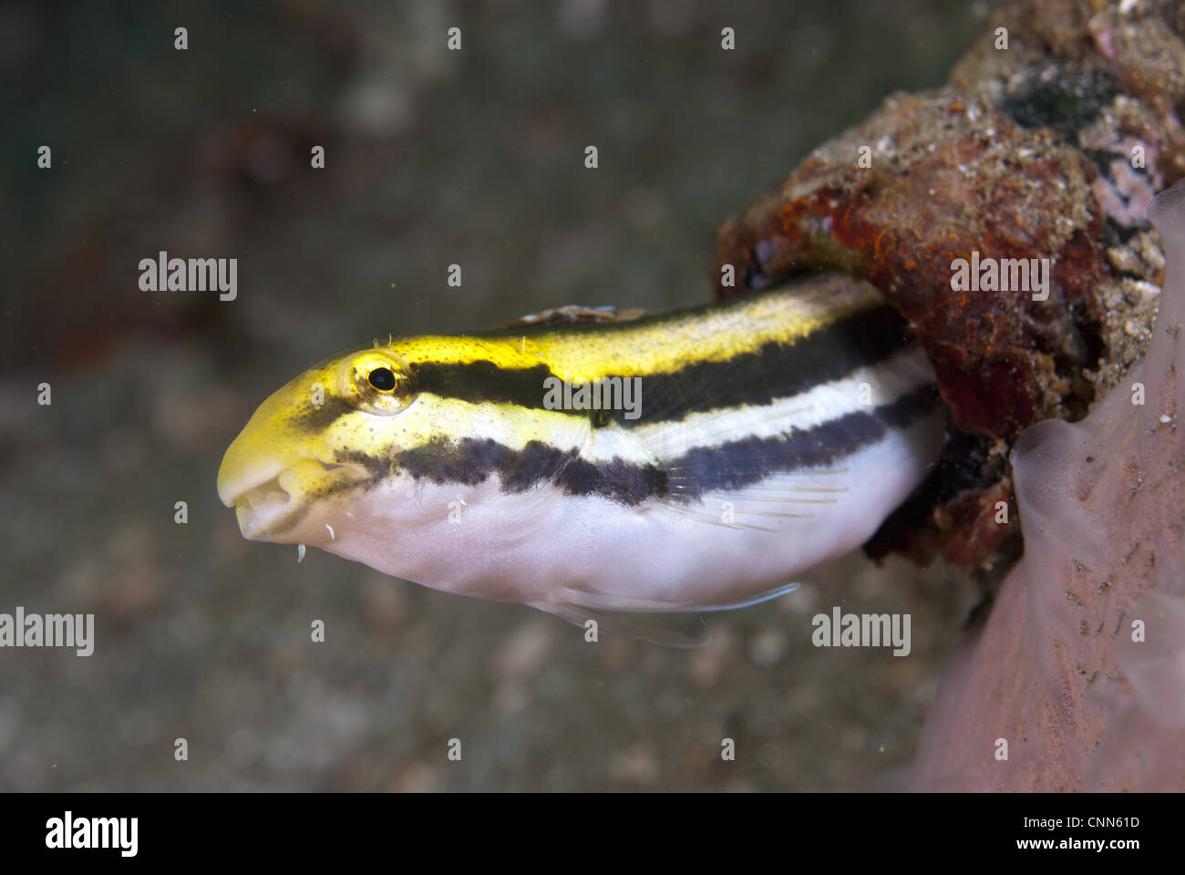 Lined Fangblenny (Meiacanthus lineatus) adult, emerging from hole, Ambon Island, Maluku Islands, Banda Sea, Indonesia Stock Photo