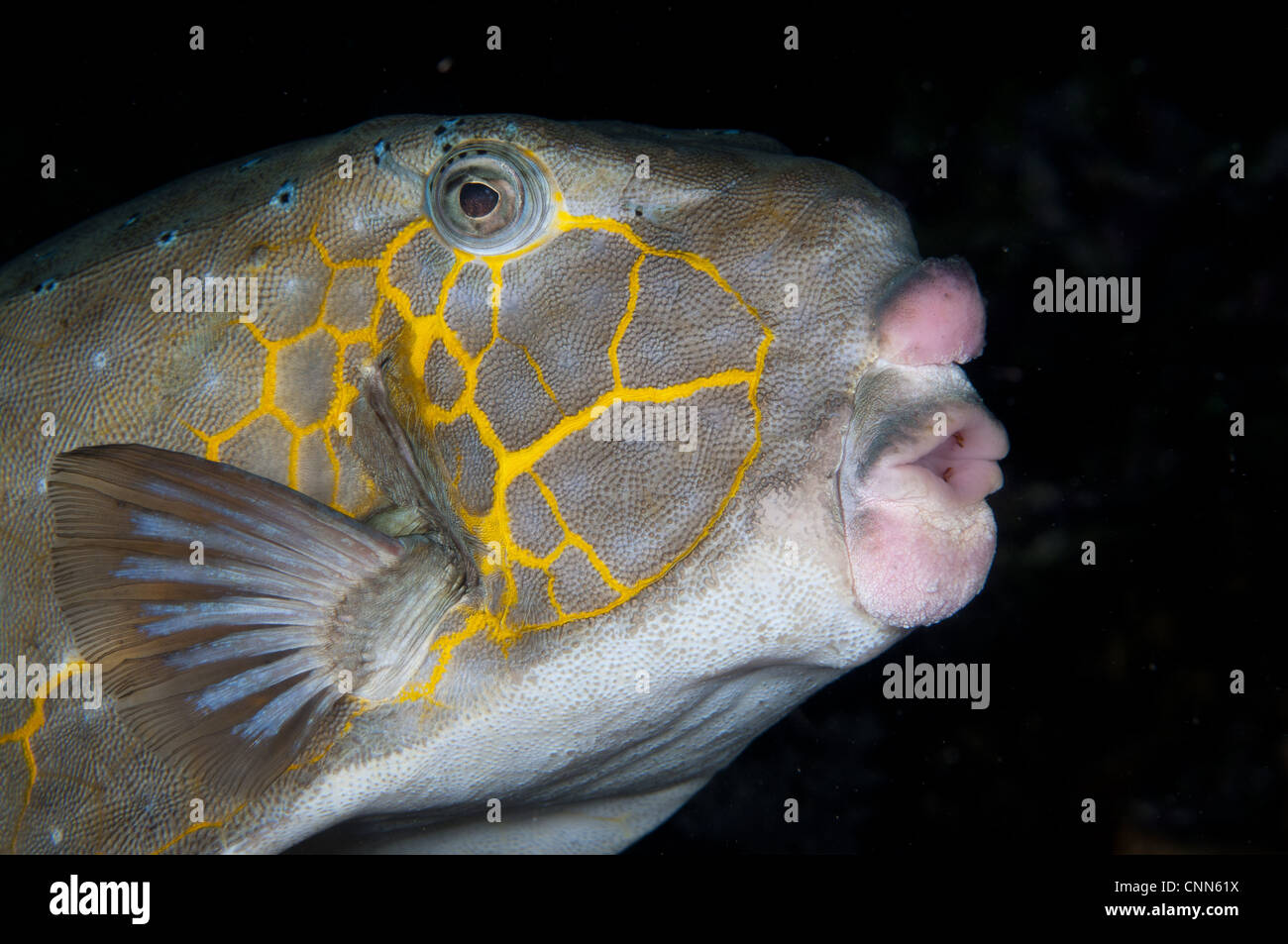 Yellow Boxfish Ostracion cubicus adult close-up head swimming reef night Wetar Island Barat Daya Islands Lesser Sunda Islands Stock Photo