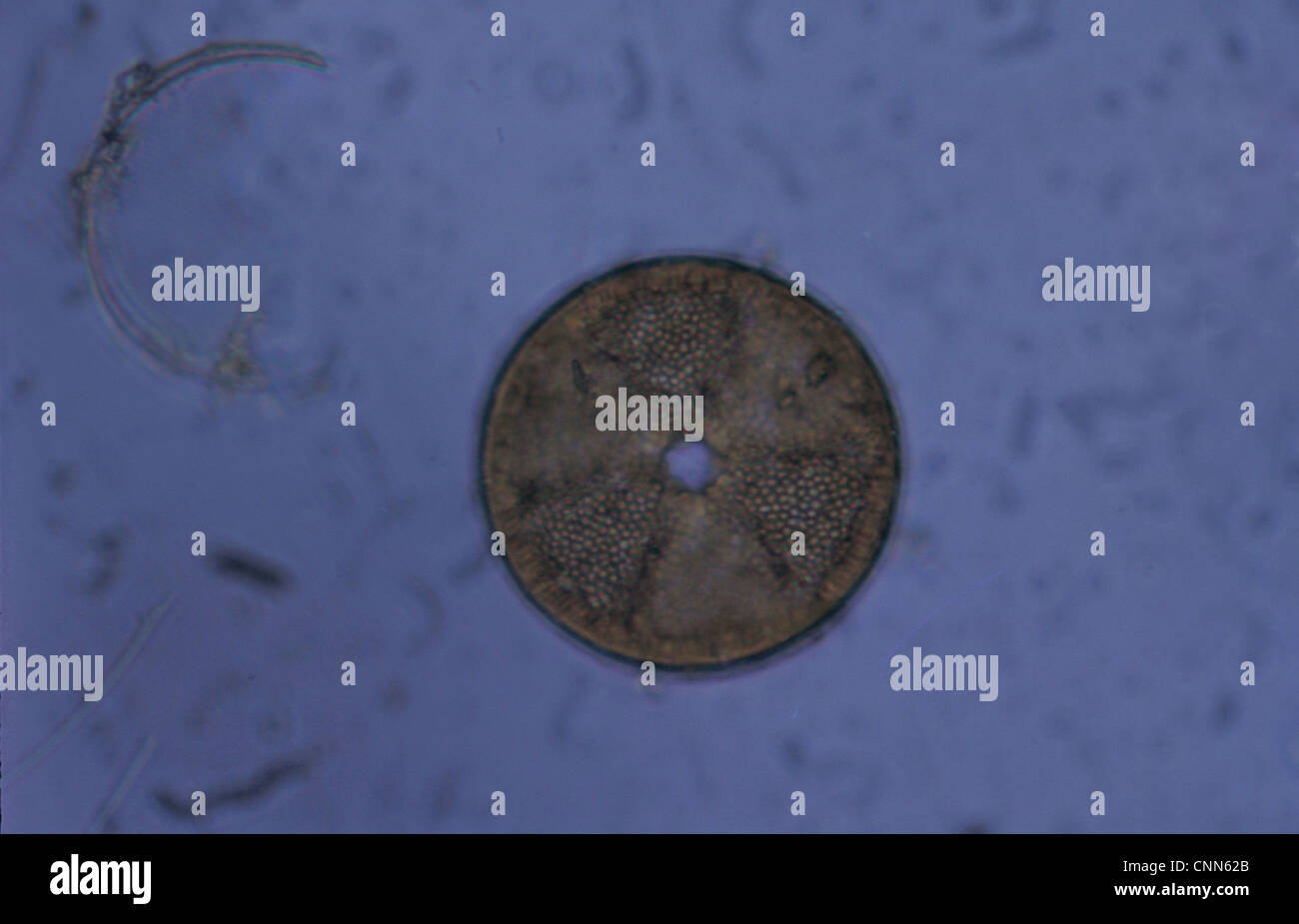 acrinoptychus senarius living in the plankton x130 magnification Stock Photo