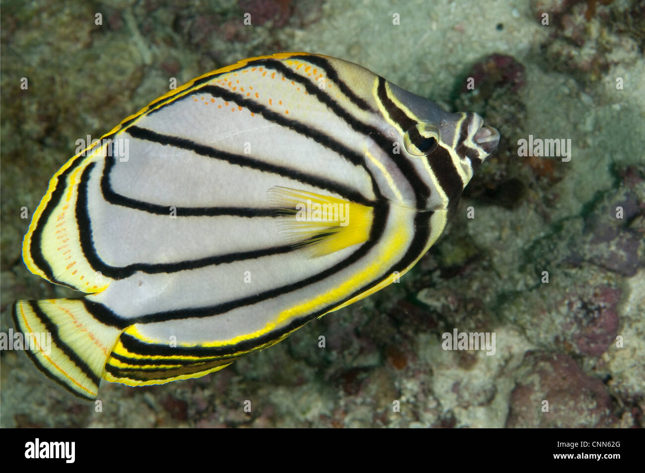 Meyer's Butterflyfish (Chaetodon meyeri) adult, swimming over reef, Sipadan Island, Sabah, Borneo, Malaysia Stock Photo