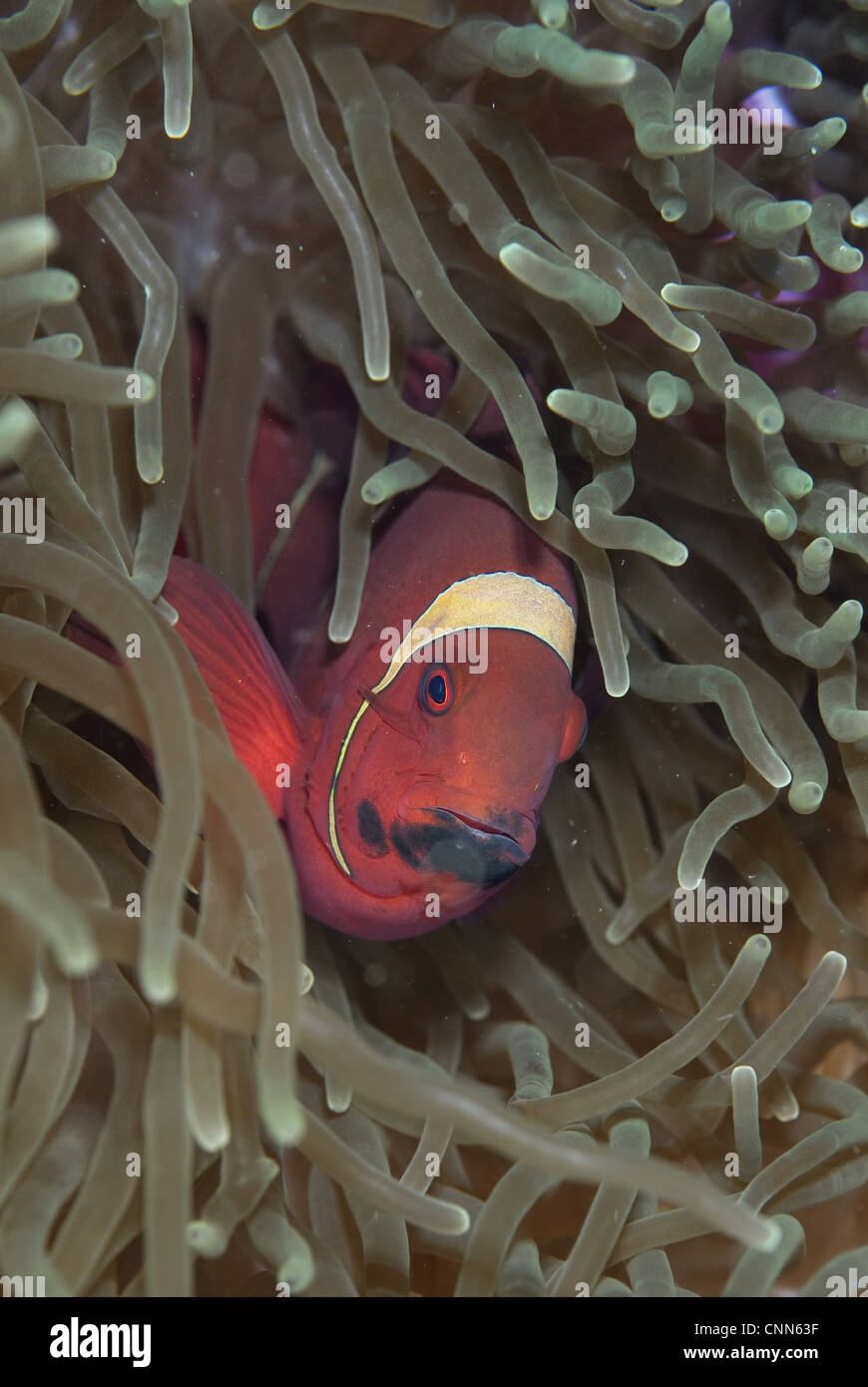 Spinecheek Anemonefish Premnas biaculeatus adult black stain on mouth sheltering in anemone Sipadan Island Sabah Borneo Malaysia Stock Photo