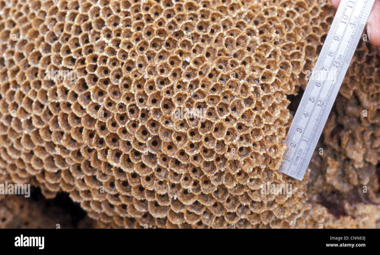 Sabellaria alveolata, the honeycomb worm, is a reef-forming polychaete. honeycomb pattern of tube openings, duckpool 1968 Stock Photo