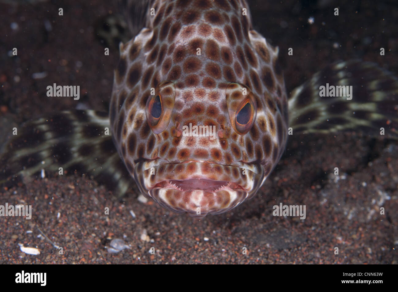 Honeycomb Grouper (Epinephelus merra) adult, close-up of head, Seraya Beach Resort, Bali, Lesser Sunda Islands, Indonesia Stock Photo
