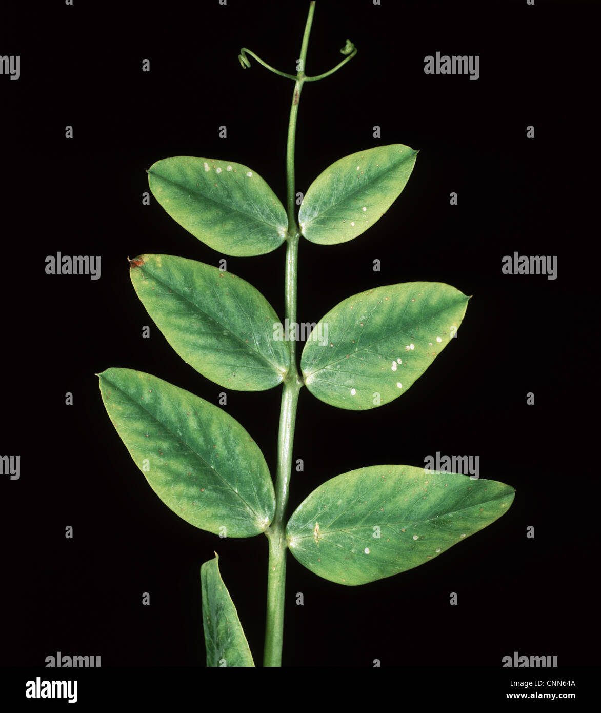 Manganese deficiency (Mn) deficiency symptom on pea leaf Stock Photo