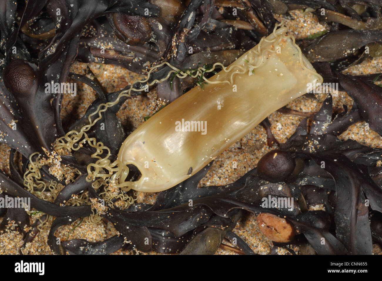 Small spotted catshark egg case hires stock photography and images Alamy