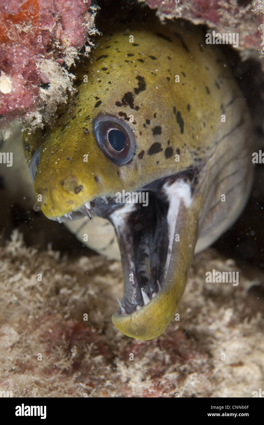 Fimbriated Moray Eel Gymnothorax fimbriatus adult mouth open closeup