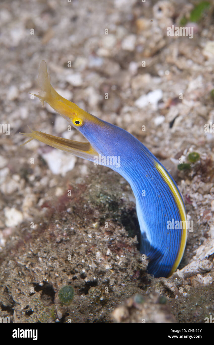 Blue Ribbon Eel (Rhinomuraena quaesita)emerging from hole