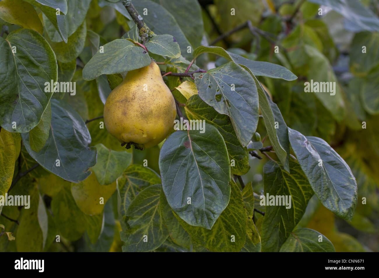 Quince Cydonia oblonga fruit lumpy yellow skin hard flesh quite bitter so shouldn't be eaten raw When fully ripe quince Stock Photo