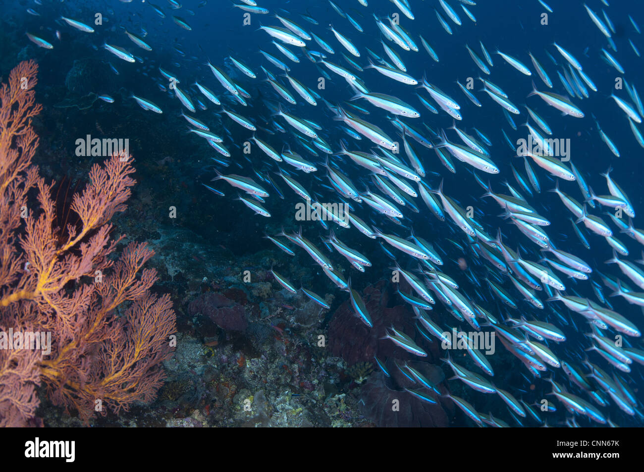 Bluestreak Fusilier (Pterocaesio tile) adults, shoal swimming in reef habitat, Gunung Api, Banda Sea, Indonesia Stock Photo