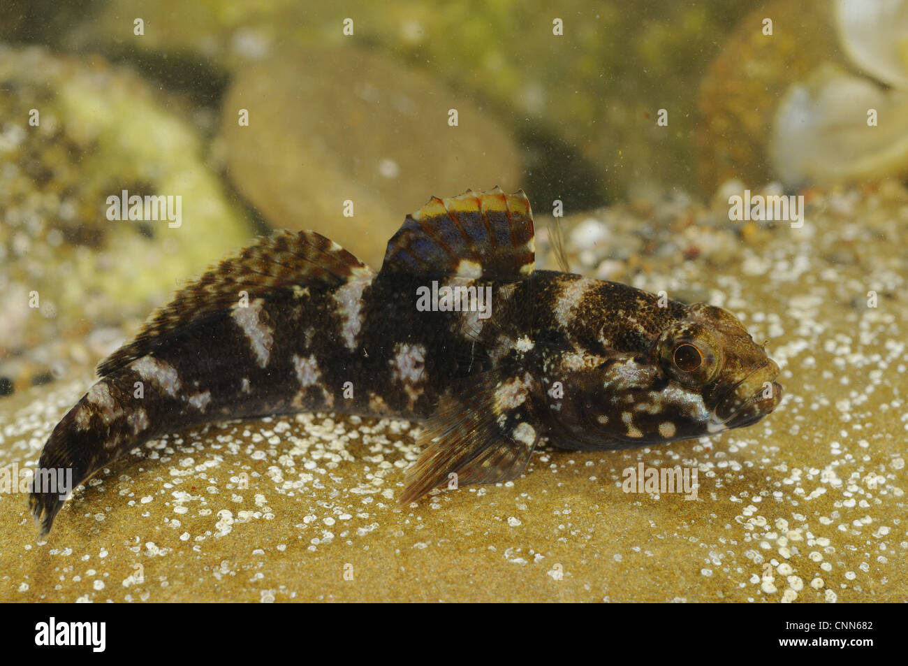 Rock Goby (Gobius paganellus) adult, resting on rock, Italy, august Stock Photo
